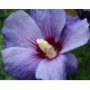Tree Purple Althea (Rose of Sharon) Shrub - Live Plant