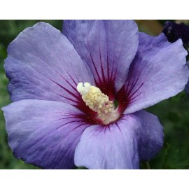 Tree Purple Althea (Rose of Sharon) Shrub - Live Plant - Quart Pot - Ships Potted