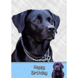 Black Labrador Birthday Card