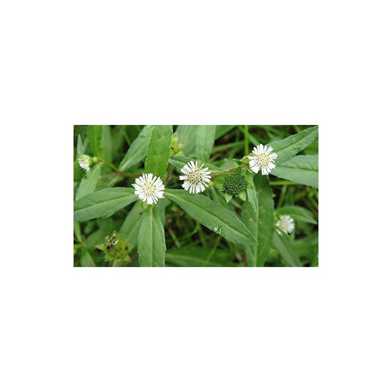 50 Seeds Eclipta Alba False Daisy, Yerba De Tago,