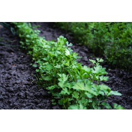 "Italian Giant" Parsley Seeds for Planting, 1000+ Seeds Per Packet, (Isla's Garden Seeds), Non GMO & Heirloom Seeds, 90% Germination Rate, Botanical Name: Petroselinum crispum, Herbs