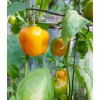 Fertilizante Amarre Llenado Fruto Nutrifruto 1 Lt