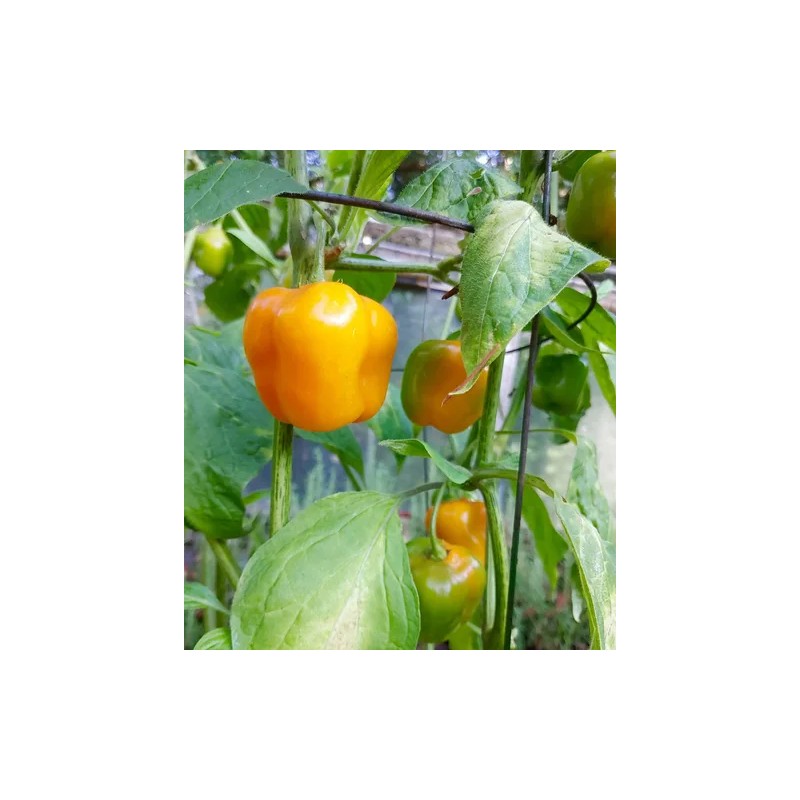 Fertilizante Amarre Llenado Fruto Nutrifruto 1 Lt