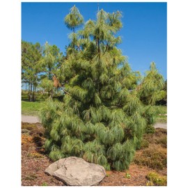 Earthcare Seeds Mexican Weeping Pine 60 Seeds (Pinus patula) Fast Growing Evergreen Tree – Great Bonsai Project