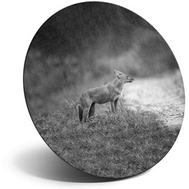 Destination Vinyl ltd Magnet for Refrigerator, Fridge BW - Cute Monsoon Dhole Fox Dog for Office, Cabinet and Whiteboard, Magnetic Stickers, 39279