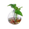 Plant Propagation Station Wall Hanging Planter -Clear Glass Terrarium Vasesfor