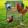 Pigeon Bird Trap Trapping Chicken Quail 2 Pack Spring Starling