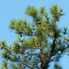 Slash Pine Tree | 3 Live Plants | Pinus Elliottii