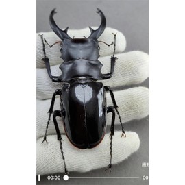 BACALYSO | Nirvana, 1/1 Size, Intermedia, Stag Beetle, Magnet, Magnetic Ornament, Magnet, Realistic, Adult Encyclopedia, Wild, Insects, Beetle, Summer, Resin, Adult Safe, Plamo Toy, Model, Statue,