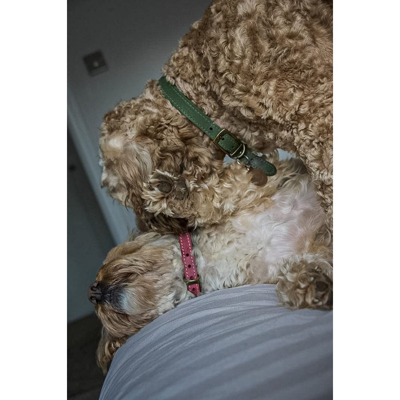 Ancol Timberwolf Comfortable Durable Leather Green Dog Collar Pet Training