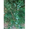 Tree 20 FRESH cuttings of Red Eastern Cedar for rooting,