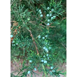 Tree 20 FRESH cuttings of Red Eastern Cedar for rooting, Or Crafts 6-8 inches long