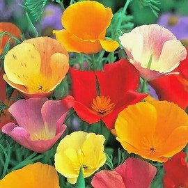 The Green Grove Garden 1400+ CALIFORNIA POPPY AUTUMN MIX SEEDS  DEER RESISTANT WILDFLOWERS HUMMINGBIRDS
