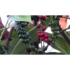 Buy Rare Seeds Piper nigrum | Black Pepper Corn |