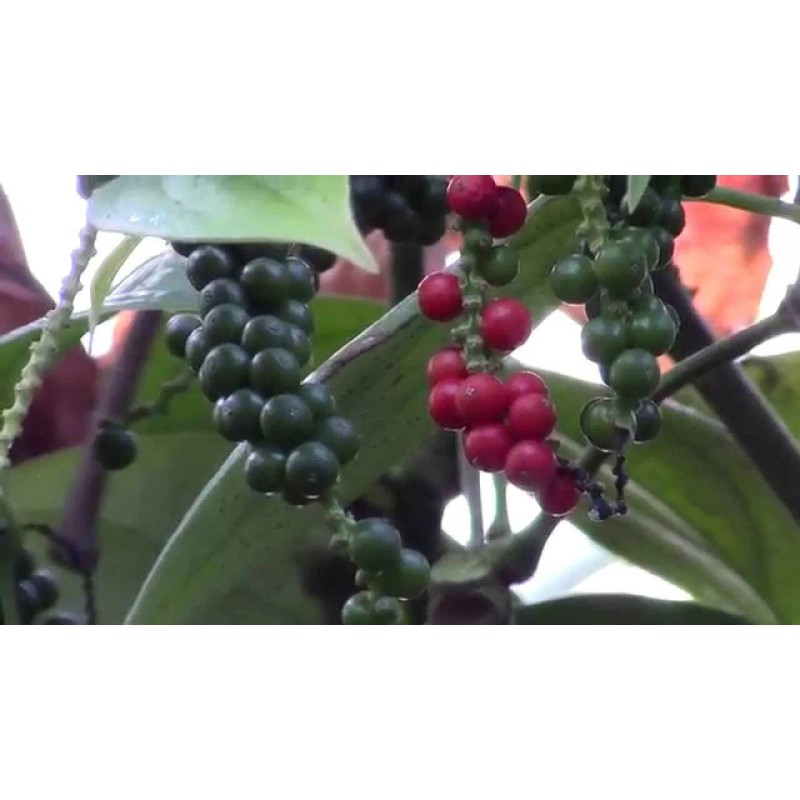 Buy Rare Seeds Piper nigrum | Black Pepper Corn |
