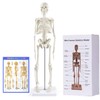 breesky Human Skeleton Model for Anatomy: 17” Human Skeleton Model