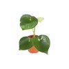 Owl Eye Peperomia - 4" from California Tropicals