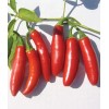 Valley View Ranch Pepper- Serrano /hot/'Tampique - 25 seeds