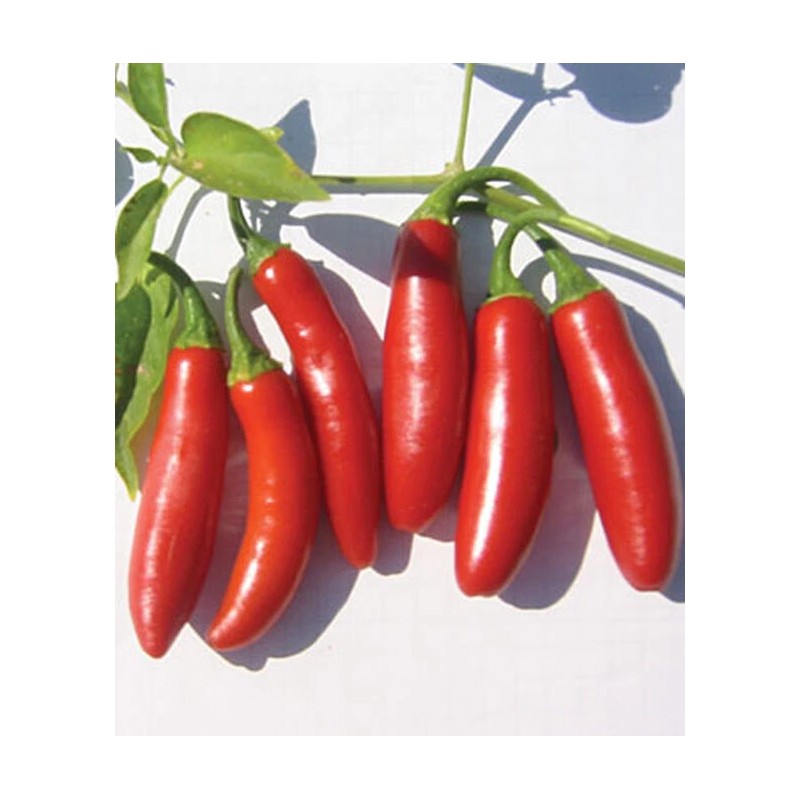 Valley View Ranch Pepper- Serrano /hot/'Tampique - 25 seeds