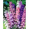 22Day Seeds: Seeds Delphinium Giant Mix/Annual Flowers