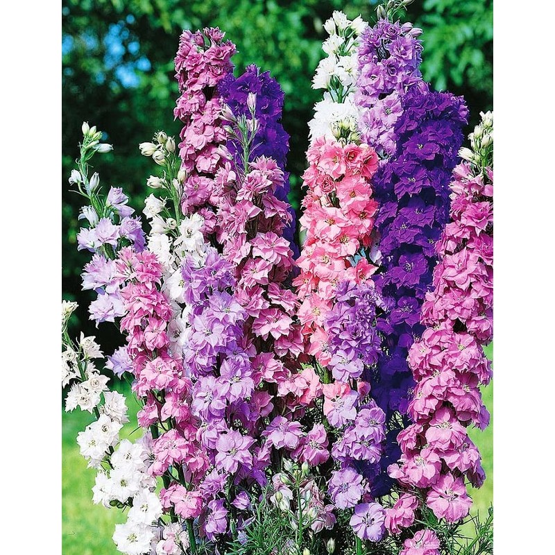 22Day Seeds: Seeds Delphinium Giant Mix/Annual Flowers