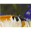 Dual Macro LED Ring Light/Flash Compatible with Nikon D200 (Applicable