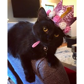 PET SHOW Pink Crown Dog Birthday Party Hat for Girls Reusable Birthday Party Cat Kitten Headband with 0-9 Figures Charms Grooming Accessories with Glue Pack of 1