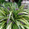 Variegated Liriope | 3 Live Bare Root Pips | Liriope