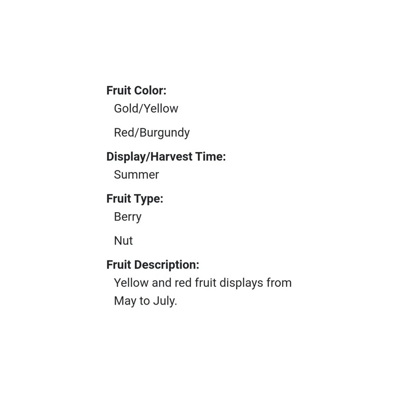 Chickasaw Plum Tree 5 FRESH Cuttings