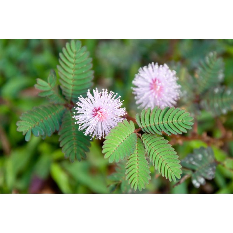 50 Sleeping Grass Seeds - Made in USA, Ships from
