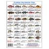 Florida Saltwater Fish Identification Card Set - 3 Doublesided Waterproof