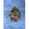 ORGANICO Mature “Purple Haze” Dragon Fruit Cuttings