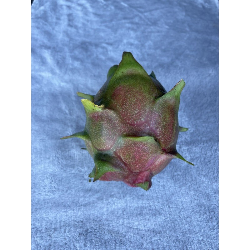 ORGANICO Mature “Purple Haze” Dragon Fruit Cuttings