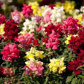 Floral Showers Snapdragon Mix ~100 Seeds - Non-GMO, Dwarf 6-8" Plants, Fragrant & Vibrant Blooms, Perfect for Indoor Planters, 115-121 Days to Maturity, Ideal for Bouquets & Arrangements.