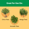Miracle-Gro Shake 'N Feed Continuous Release Citrus, Avocado & Mango