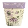 SOW 'N SOW Gift of Seeds - different styles, Thank