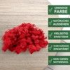 sphagnum-shop.com Real Decorative Moss Reindeer Moss in Red 500 g