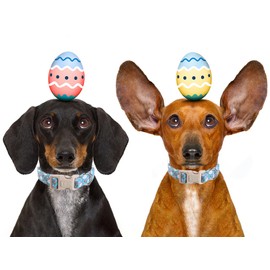 Bilsole Easter Dog Collar-Cute Easter Bunny Dog Collar, Adjustable Rabbit&Carrot Print Pet Collar for Small Medium Large Girl Boy Dogs, Light Blue, XS