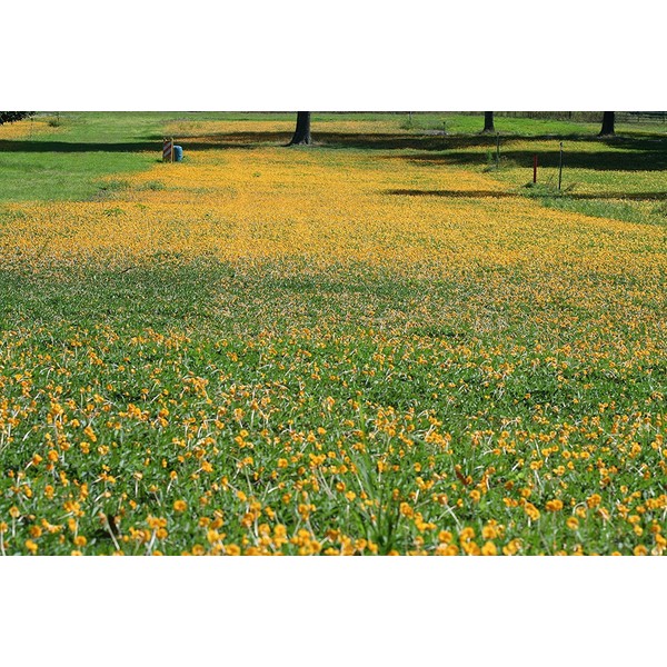 Ornamental Peanut Grass | 40 Live Plants | Arachis Glabrata | Drought Tolerant Low Maintenance Turf Groundcover
