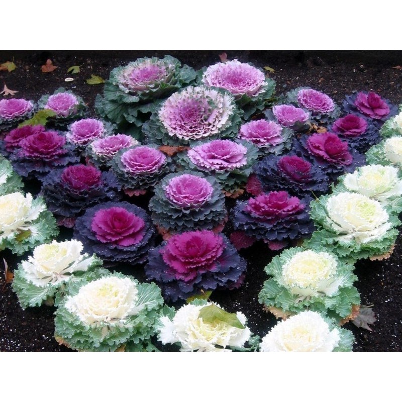 KIRA SEEDS - Seeds Flowering Kale Large Leaf Mix -