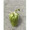 1 Sprouted Chayote Squash Mirliton Live Plant Ready To Plant
