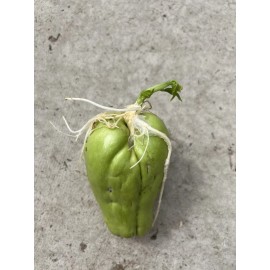 1 Sprouted Chayote Squash Mirliton Live Plant Ready To Plant Buy 3 Get 1 Free