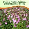 Outsidepride Germander Herb Seeds - 500 Pcs Perennial, 18-Inch Tall,