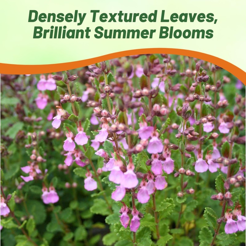 Outsidepride Germander Herb Seeds - 500 Pcs Perennial, 18-Inch Tall,