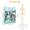Lotvic Mini Human Skeleton Model, 35cm Skeleton Model with Movable