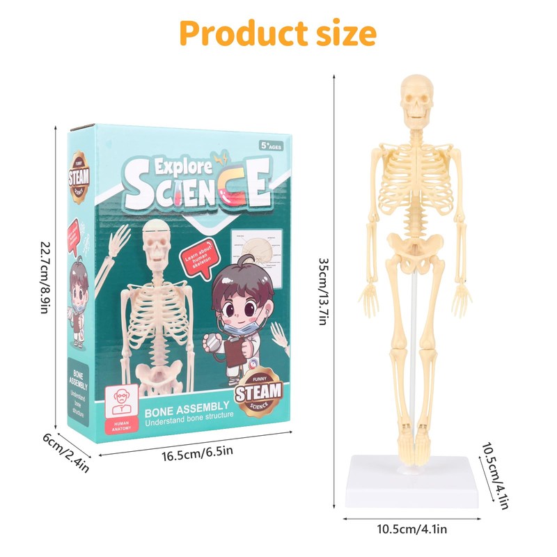 Lotvic Mini Human Skeleton Model, 35cm Skeleton Model with Movable
