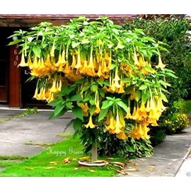 CZ Grain Yellow Trumpetbush Seeds - 20+ Seeds to Grow - Rare and Exotic Trumpet Bush Seed