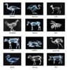 Animal X-Ray Set, Educational Science Kit, Light Table Accessory for