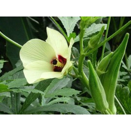 Asian Best 150+ green OKRA Clemson Spineless Non-GMO  dau bap seeds
