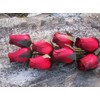 12 Red Roses-Wooden Roses, Birch Tree Shavings-Rustic,Floral, Wedding